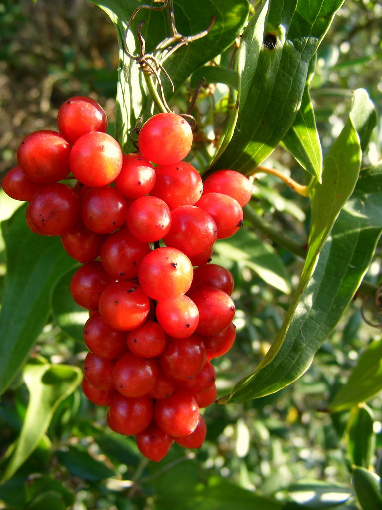 Smilax Aspera